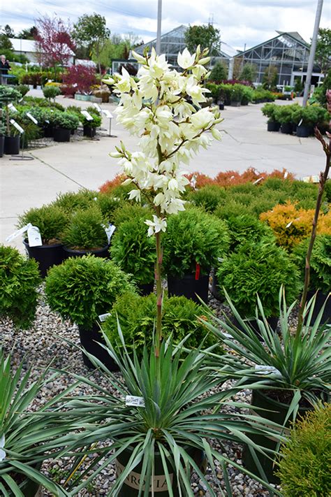 Ivory Tower Adam S Needle Yucca Filamentosa Ivory Tower In Boston