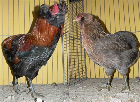 ᐈ Gallina Araucana O Mapuche Características Huevos Azules