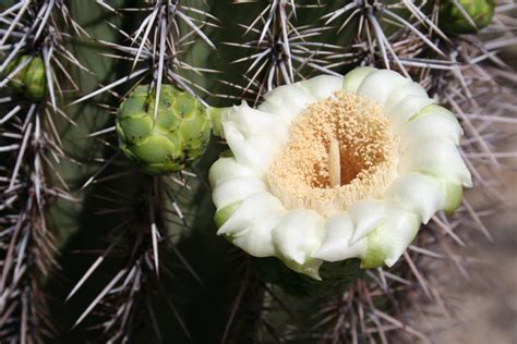 Sahuaro | Flora flowers, Cactus flower, Desert flowers