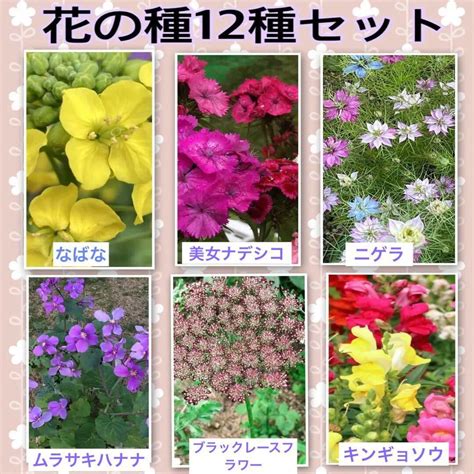 【種増量中】秋蒔き花の種12種セット メルカリ