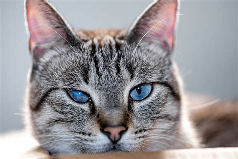 Cataracts In Cats Signs What To Do Mamaroneck Vet