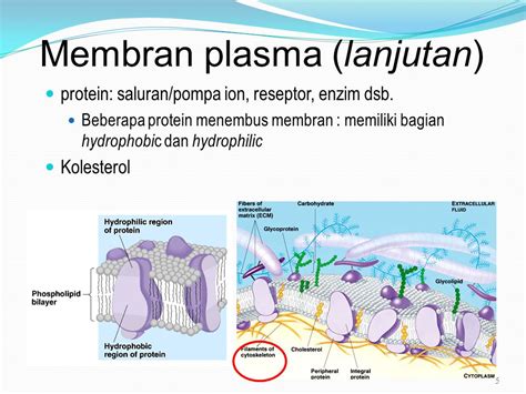 Struktur Dan Fungsi Membran Plasma