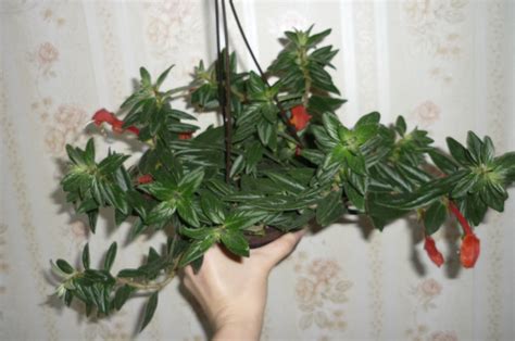 Комнатное растение колумнея, уход, пересадка и размножение в домашних ...
