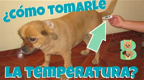 Cómo medir la temperatura a tu perro Cuál es la temperatura correcta