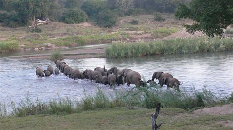 Baluleni Safari Lodge Balule Game Reserve South Africa