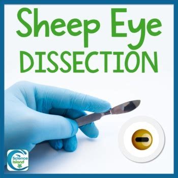 Sheep Eye Dissection Lab By Science Island Tpt