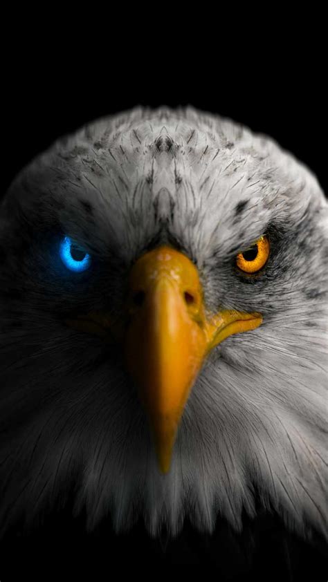 An Eagle S Head With Blue Eyes And Yellow Beak Is Shown In The Dark