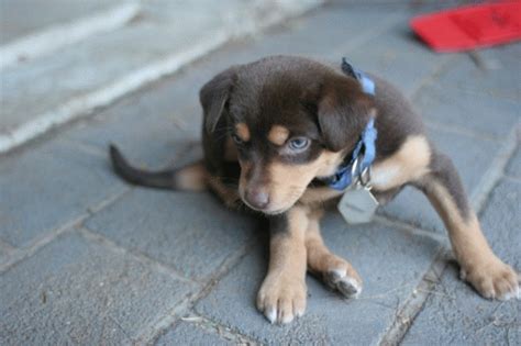 Red Kelpie Puppies