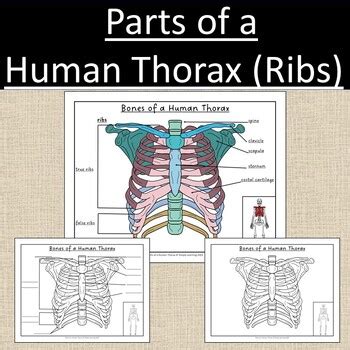 Parts Of A Human Thorax Rib Cage Anatomy Science Bones By Simply