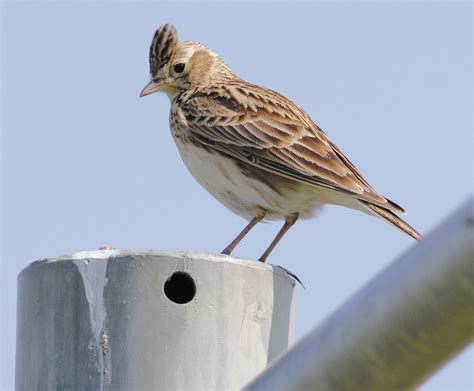 Another Bird Blog: Alouette, Gentille Alouette