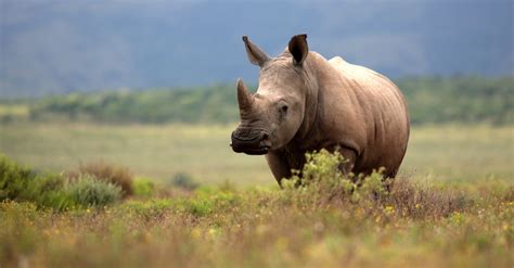 Best Place To See Rhinos In East Africa Realm Africa Safaris