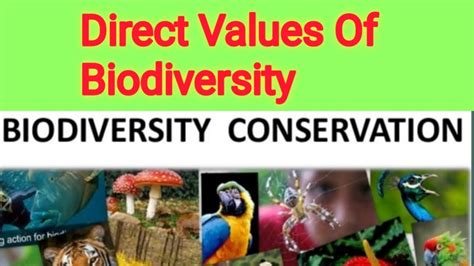 Direct Values Of Biodiversity Lecture No 14 Part 2 Youtube