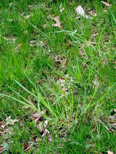 Perennial Grassy Weeds In Lawns And Gardens