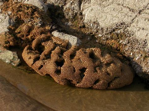 Honeycomb Worm - Sabellaria alveolata | Coastwise North Devon