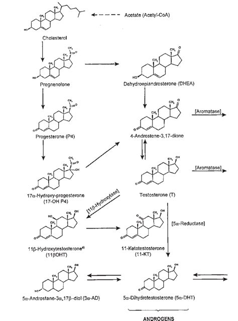 Biosynthesis And Main Metabolic Pathways Of Natural Male And Female Download Scientific Diagram