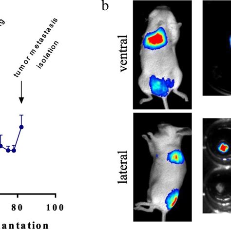 Osimertinib Treatment Of Pc 9 Luc⁺ Orthotopic Tumor Bearing Mice And