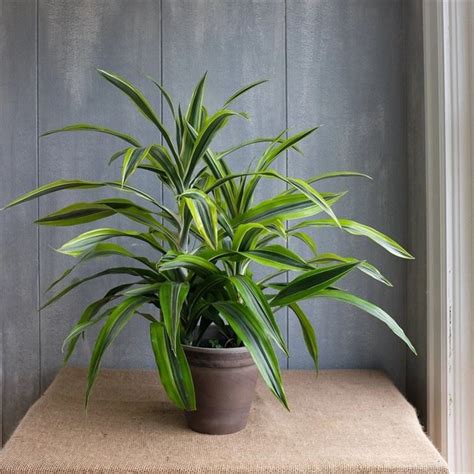 Lemon Lime Dracaena Dracaena Deremensis Lemon Lime Suppliers Lemon