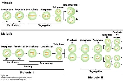 Meiosis Stages Comarison Definition A Level Biology Revision Notes