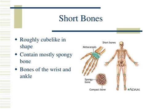 PPT - BONES PowerPoint Presentation - ID:1400941