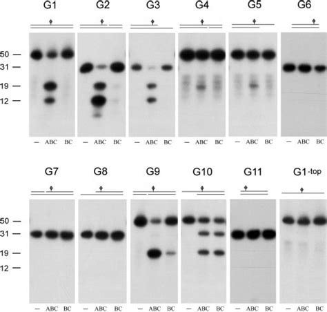 Incision Of Substrates G1 To G11 With Uvr A BC The Substrates Used Are