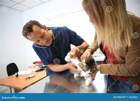 Vet Checking On Cat S Health Stock Image Image Of Medical Profession