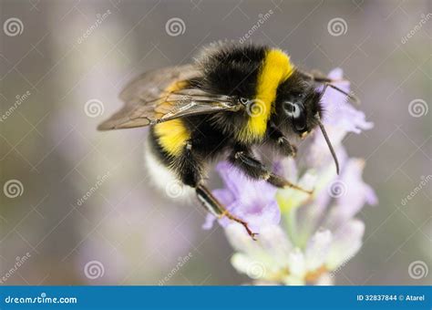 Garden Bumblebee Stock Photo Image Of Bright Bokeh 32837844