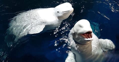 Two Ex Performer Beluga Whales Get Set Free And Swim In Ocean For The