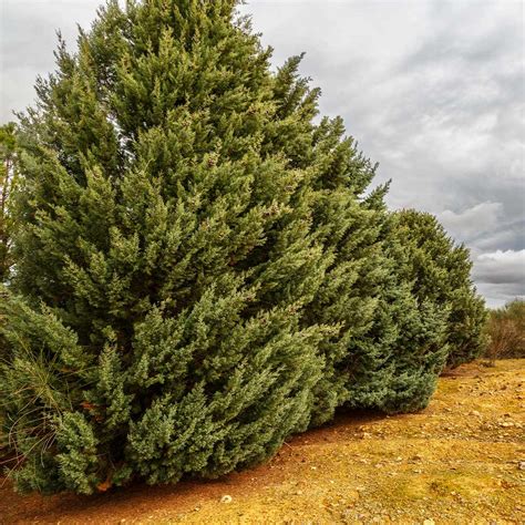 Drought Tolerant Evergreen Trees For Sale