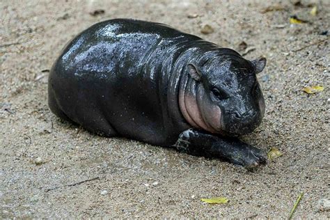 Baby Pygmy Hippo Moo Deng Doubles a Thailand Zoo's Visitors and Prompts ...