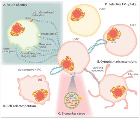 Extracellular Vesicles In The Hematopoietic Microenvironment Exosome RNA