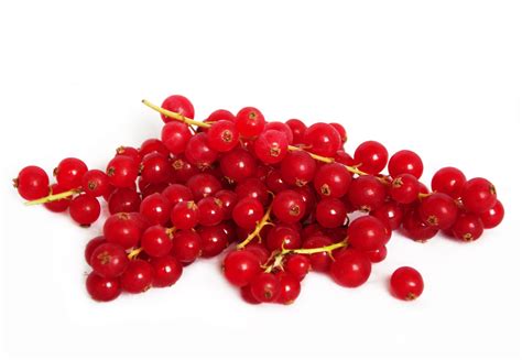 Free photo: red currant - White, Isolated, Vitamin - Free Download - Jooinn