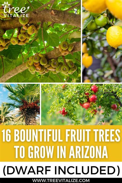 Fruit Trees To Grow In Arizona Includes Dwarf Indoor Fruit Plants