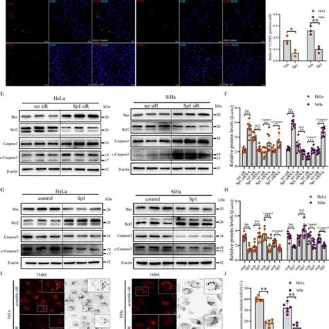 Sp1 Enhanced Aerobic Glycolysis Activity In Cervical Cancer Cells A Download Scientific