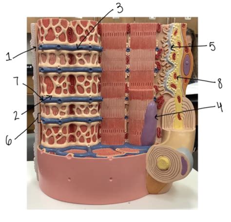 Flashcards Structure Of Muscle Fibers And Histology Of Skeletal Muscle