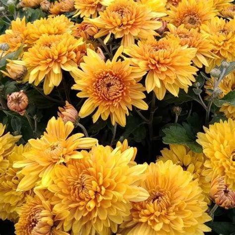 Хризантема Меотида: описание сорта, характеристики, особенности посадки ...