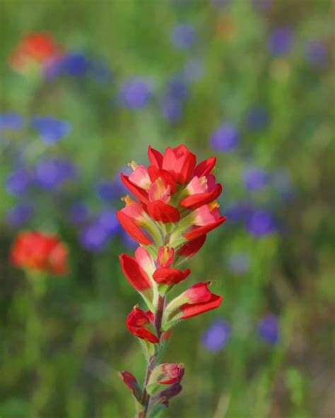 Posterized Flower Indian Paintbrush Photograph By Gregory Scott Pixels