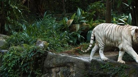 A rare white tiger | Stock Video | Pond5