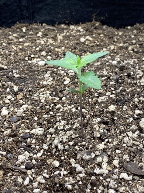 Anesia Seeds Auto Blackberry Moonrocks Grow Diary Journal Week By