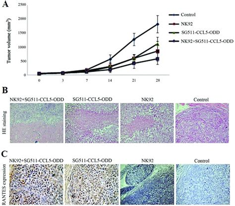 Antitumor Efficacy Of Rantes Combined With Nk92 In Smmc 7721 Tumor Download Scientific Diagram