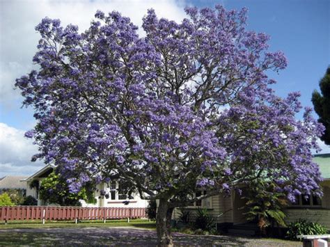 Arbol Jacarand Palisandro Tarco Lts Vivero Benjamin