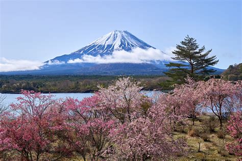 Upgrade Your Sakura Season in Japan