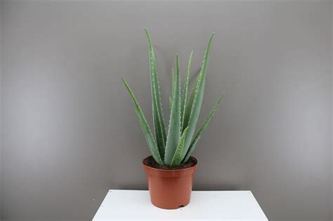 Aloe Vera - 30cm tall - Pot 11cm
