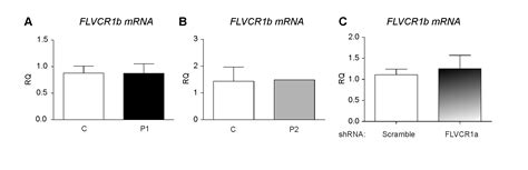 Mutations In The Heme Exporter Flvcr Cause Sensory Neurodegeneration