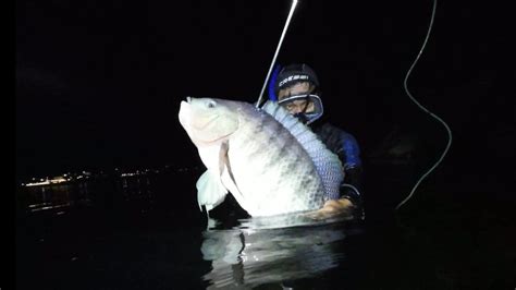 Nggak Nyangka Dapat Ikan Nila Sebesar Ini Saat Spearfishing Malam