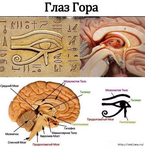 Психология.Эзотерика. | Шишковидная железа, Глаз гора, Египетские символы