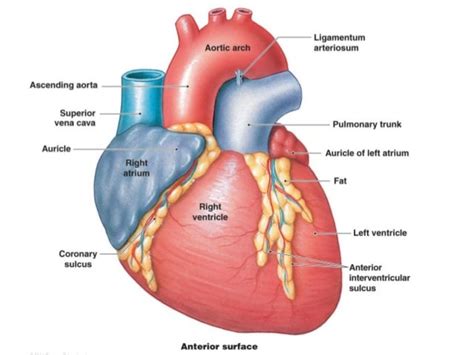 Heart Anatomy External Anatomy Reading Source