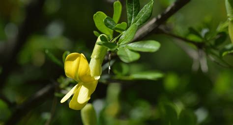 Pea Tree: Siberian Pea Shrub Profile, Care, Harvest, Pruning