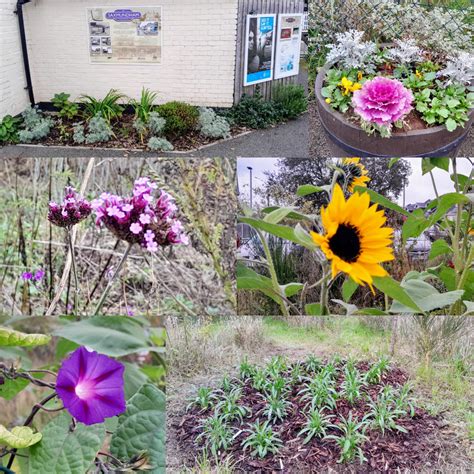 Extensive planting at Saxmundham station – East Suffolk Lines