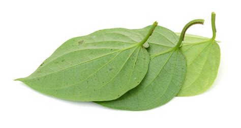 "Betel Leaves" Images – Browse 13,998 Stock Photos, Vectors, and Video ...