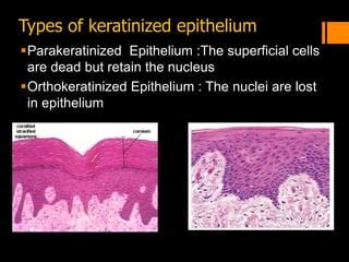 Alveolar Mucosa Histology